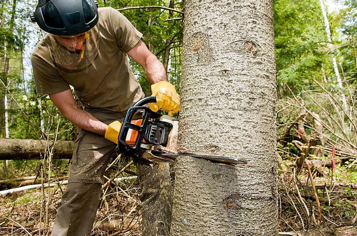 tree remova
