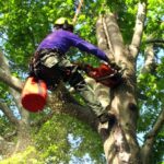 tree service