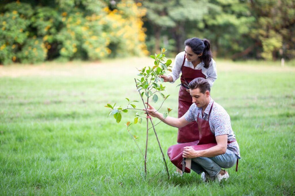 Red Deer arborists