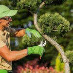 tree doctor in Red Deer