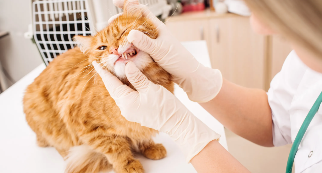 indoor cat vaccines Encino