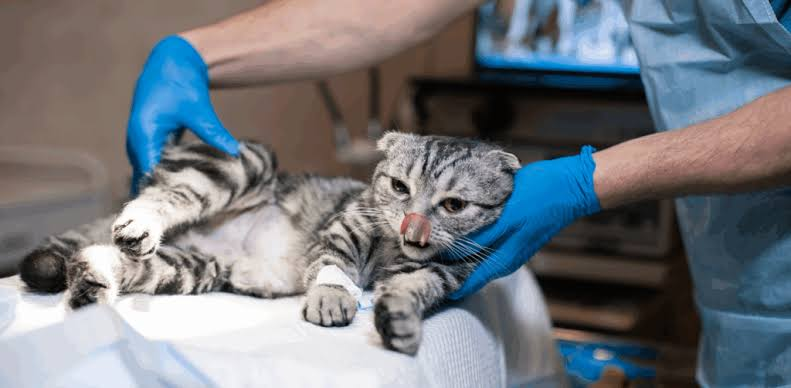 cat vet in Encino