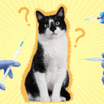 Cat Vaccines Near You in Encino